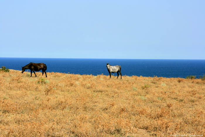 Chevaux Emona / Bulgarie 