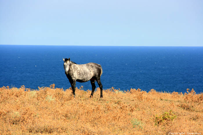 Chevaux Emona / Bulgarie 