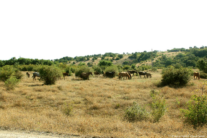 Chevaux Emona / Bulgarie 