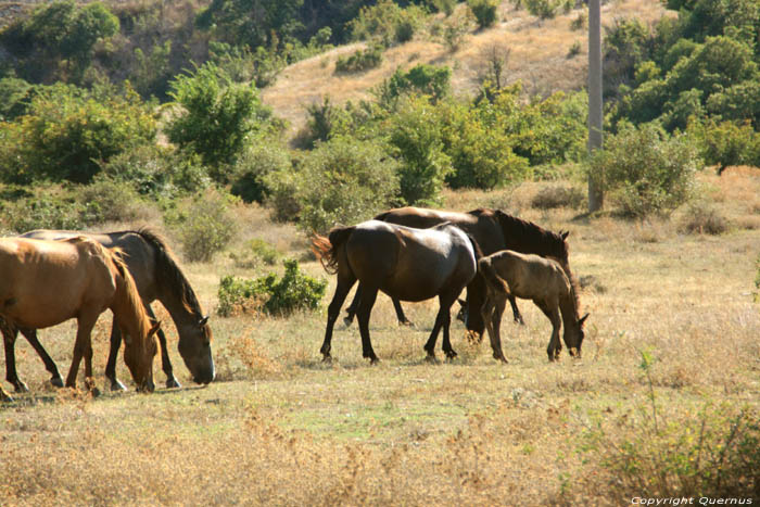 Paarden Emona / Bulgarije 