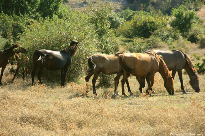 Paarden Emona / Bulgarije 