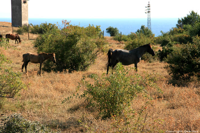 Chevaux Emona / Bulgarie 