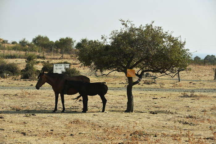 Chevaux Emona / Bulgarie 