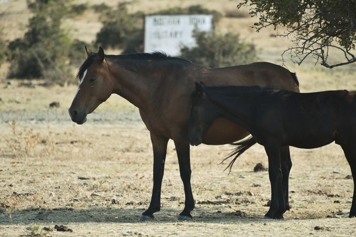 Horses Emona / Bulgaria 