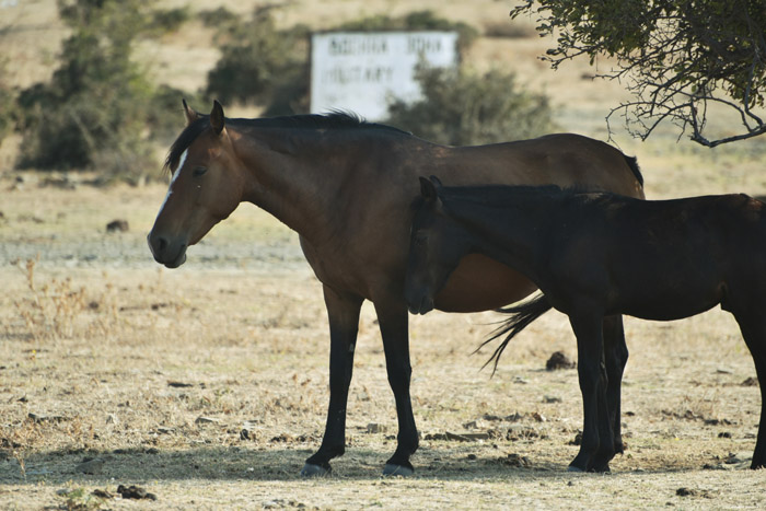 Chevaux Emona / Bulgarie 