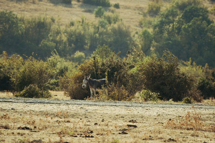 Paarden Emona / Bulgarije 