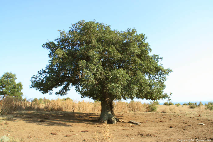 Arbre Emona / Bulgarie 