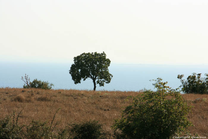Tree Emona / Bulgaria 