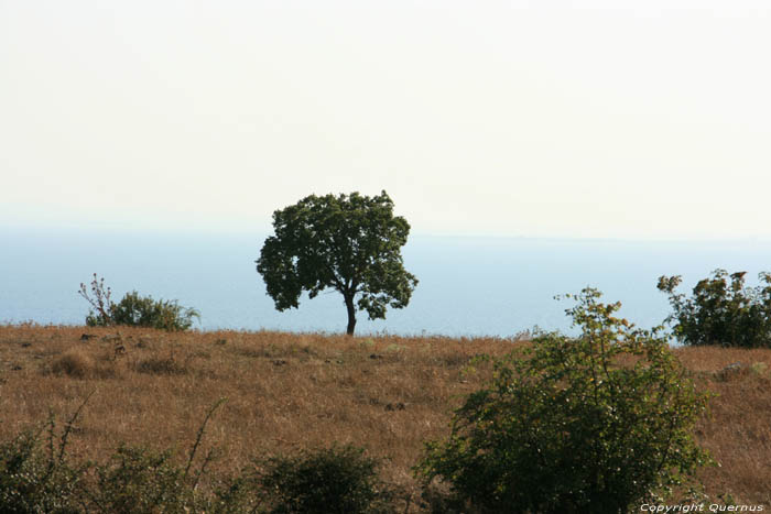 Arbre Emona / Bulgarie 