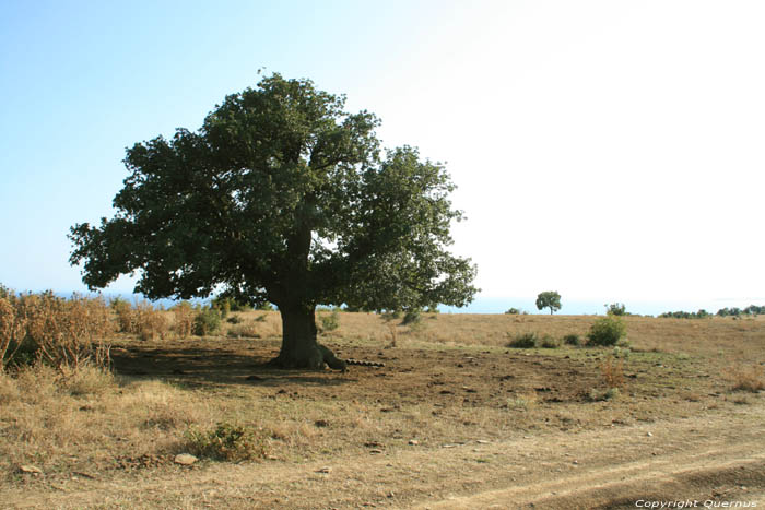 Arbre Emona / Bulgarie 