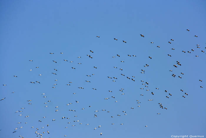 Storks in the air on the Via Pontica Izvorishte / Bulgaria 