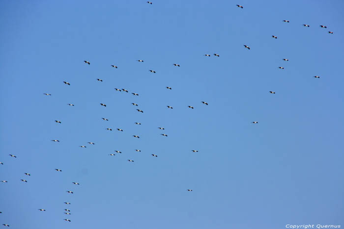 Storks in the air on the Via Pontica Izvorishte / Bulgaria 