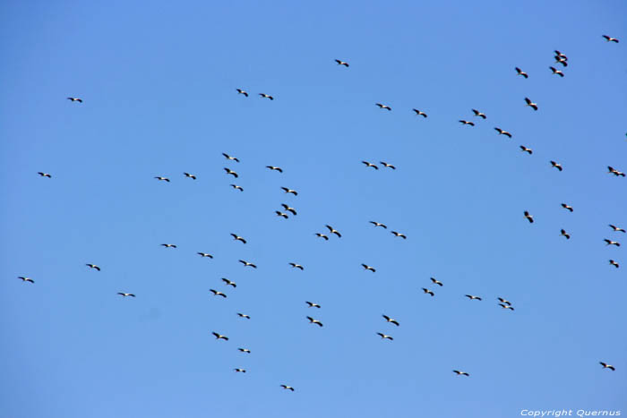 Cigognes dans l'air sur la Via Pontica Izvorishte / Bulgarie 