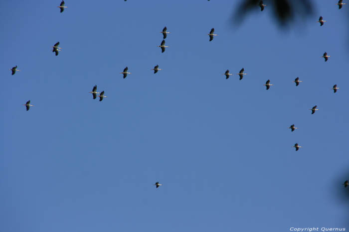 Storks in the air on the Via Pontica Izvorishte / Bulgaria 