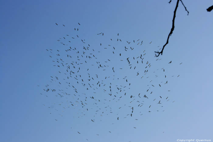 Storks in the air on the Via Pontica Izvorishte / Bulgaria 