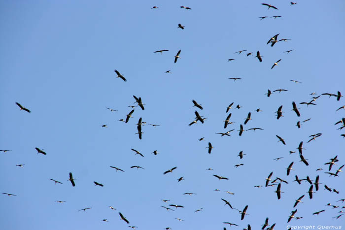 Storks in the air on the Via Pontica Izvorishte / Bulgaria 
