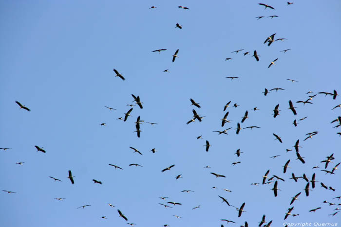 Cigognes dans l'air sur la Via Pontica Izvorishte / Bulgarie 