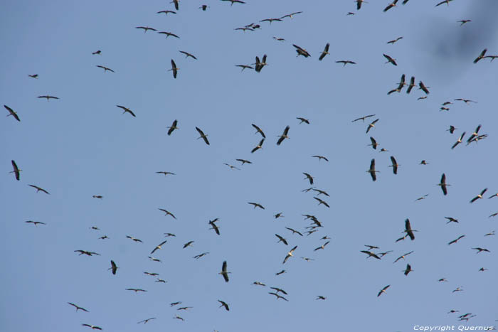 Cigognes dans l'air sur la Via Pontica Izvorishte / Bulgarie 