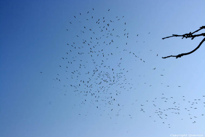 Cigognes dans l'air sur la Via Pontica Izvorishte / Bulgarie 