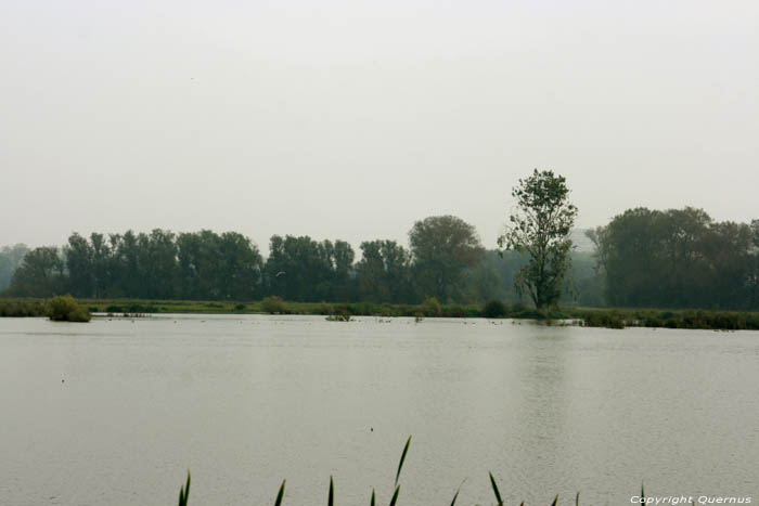 Rserve Naturelle Bourgoyen - Ossemeersen GAND / BELGIQUE 