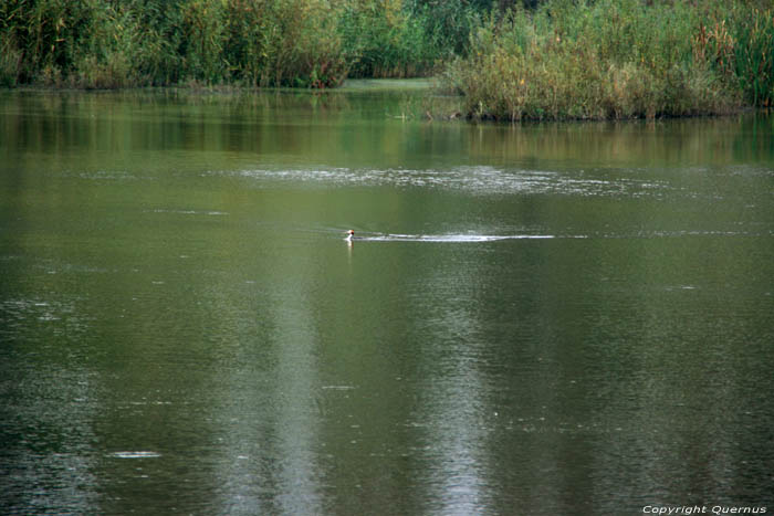 Rserve Naturelle Bourgoyen - Ossemeersen GAND / BELGIQUE 