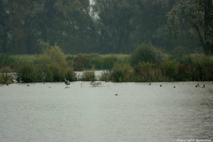 Bourgoyen - Ossemeersen natuurreservaat GENT foto 