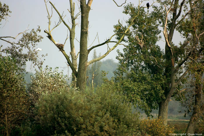 Bourgoyen - Ossemeersen natuurreservaat GENT / BELGI 