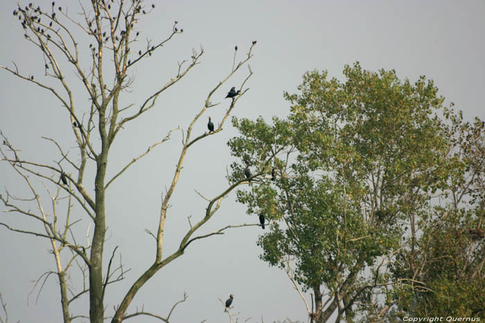 Nature park Bourgoyen - Ossemeersen GHENT picture 