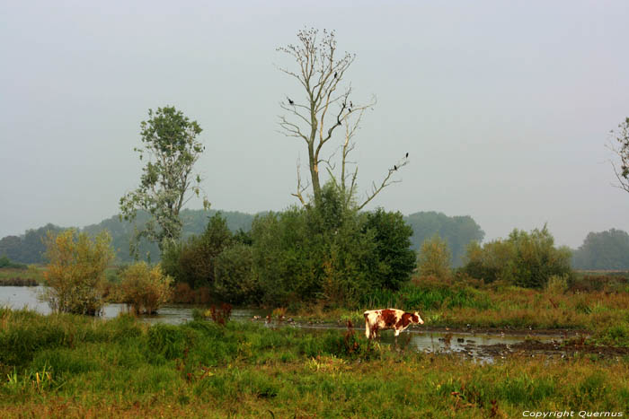 Nature park Bourgoyen - Ossemeersen GHENT picture 