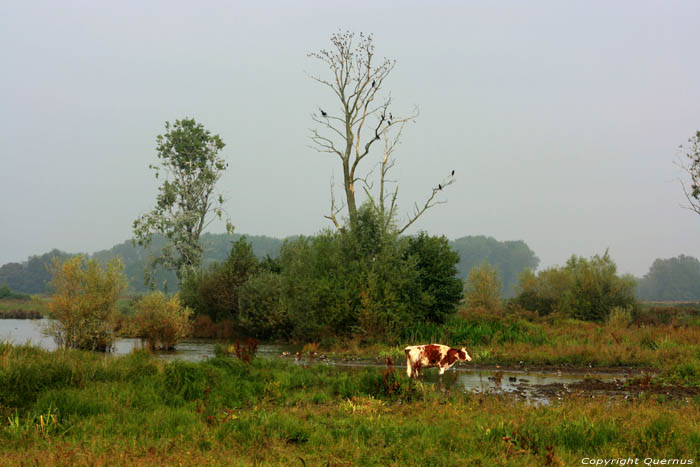 Bourgoyen - Ossemeersen natuurreservaat GENT / BELGI 