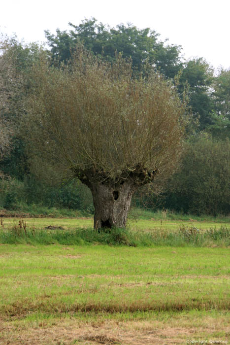 Pollard Willow in Naturepark Bourgoyen - Ossemeersen GHENT / BELGIUM 