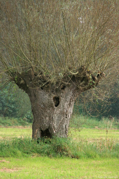 Pollard Willow in Naturepark Bourgoyen - Ossemeersen GHENT / BELGIUM 