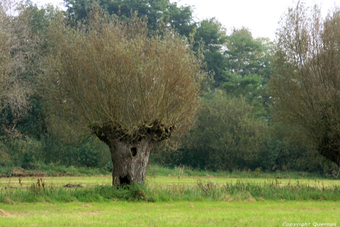 Pollard Willow in Naturepark Bourgoyen - Ossemeersen GHENT / BELGIUM 