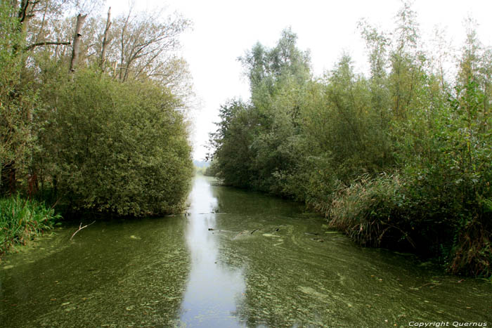 Small river in Bourgoyen GHENT / BELGIUM 