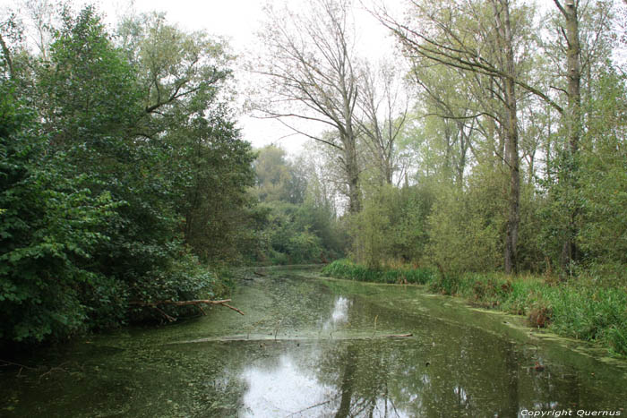 Small river in Bourgoyen GHENT picture 