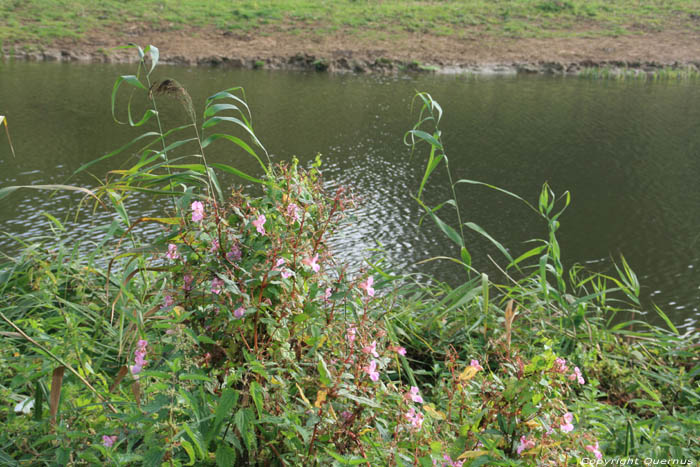 Bloemen in Bourgoyen - Ossemeersen GENT foto 