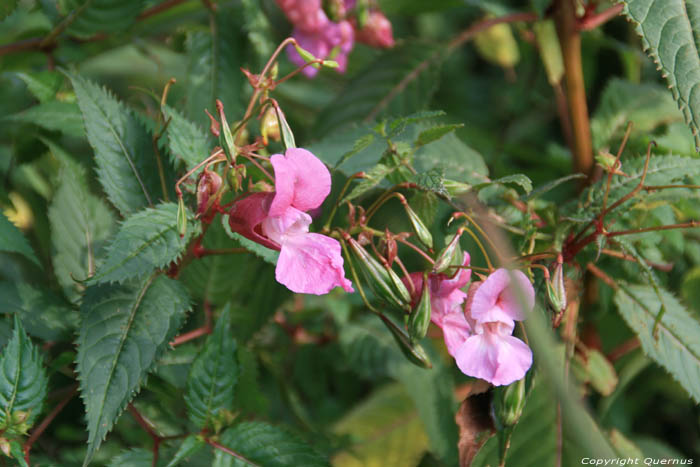 Bloemen in Bourgoyen - Ossemeersen GENT / BELGI 