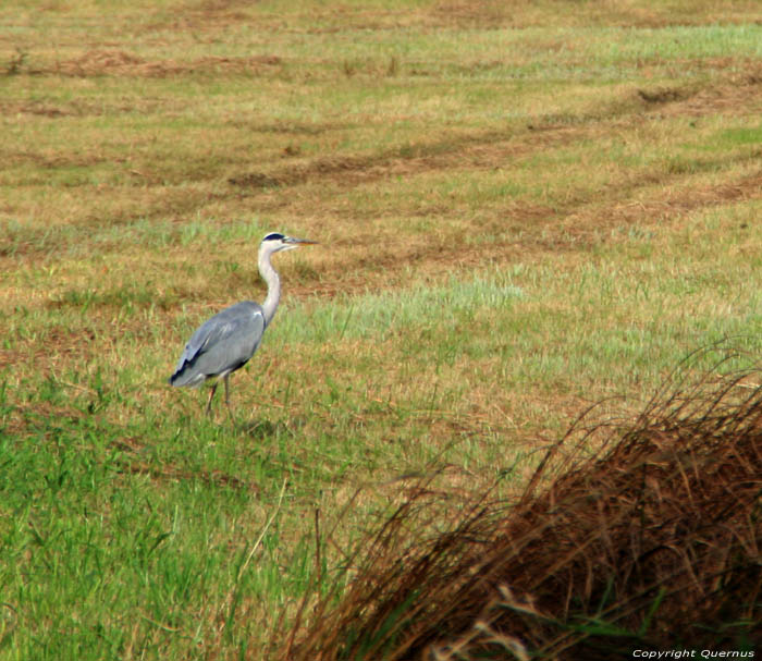 Egret GAND photo 