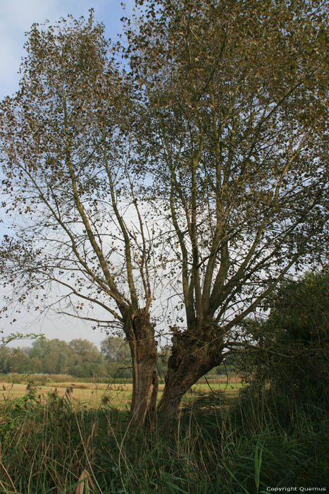 Gesplitste Knotwilg in Bourgoyen - Ossemeersen GENT / BELGI 