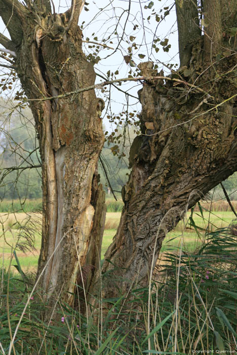 Gesplitste Knotwilg in Bourgoyen - Ossemeersen GENT / BELGI 