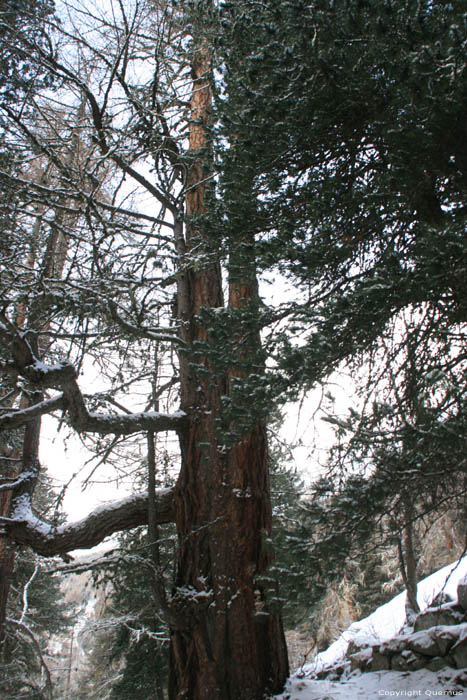 Arbre Jumeux Fribourg / Suisse 