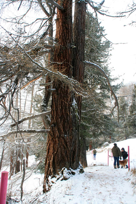 Twins Tree Fribourg / Switzerland 