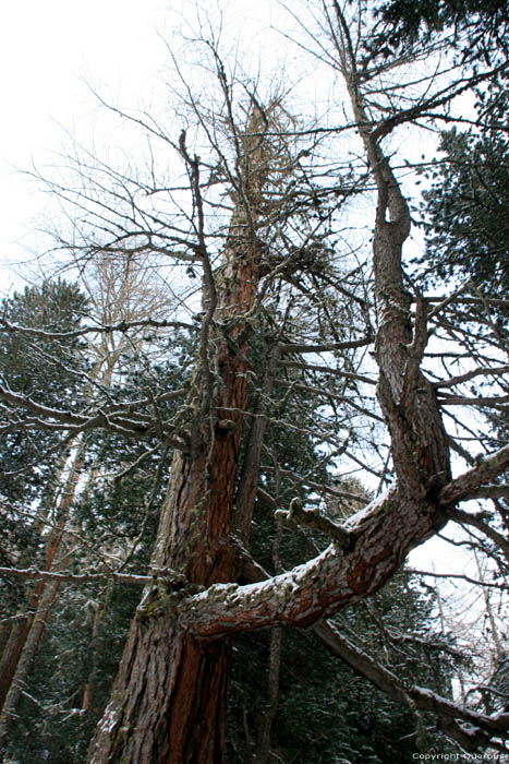 Arbre avec branche spciale Fribourg / Suisse 