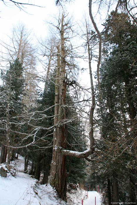 Tree with special lateral Fribourg / Switzerland 