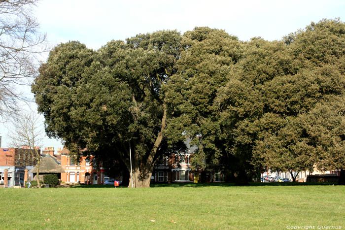 Tree Harwich / United Kingdom 