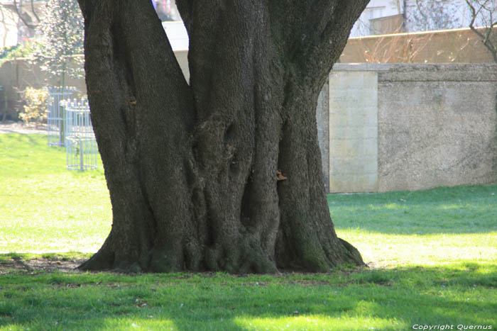 Tree Harwich / United Kingdom 