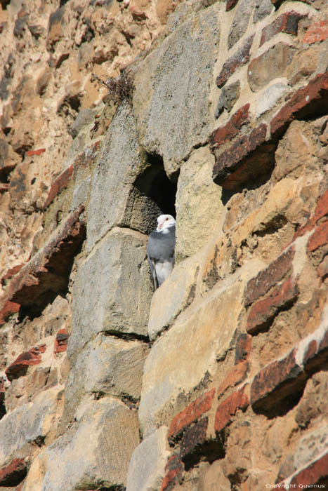 Chteau Colchester / Angleterre 