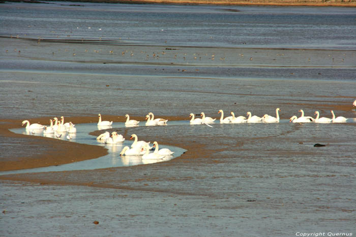 Swans on River Stour Mistley / United Kingdom 