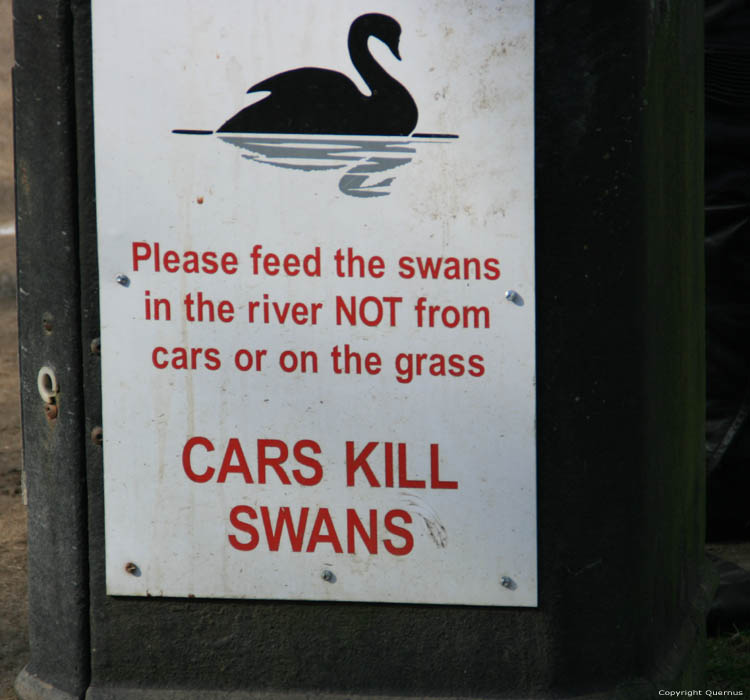 Swans on River Stour Mistley / United Kingdom 