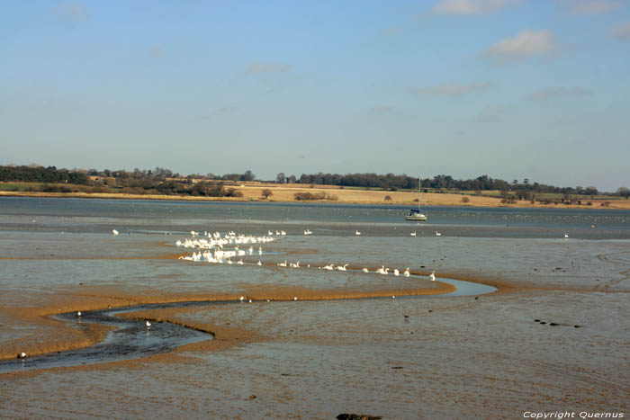 Swans on River Stour Mistley / United Kingdom 